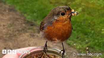 Slow motion robin flies high on Facebook