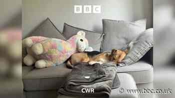 Leamington's llama love story