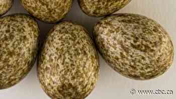 Royal Saskatchewan Museum launches online bird egg database