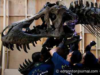 University of Alberta scientists refute T. Rex intelligence claims