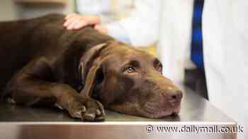 Warning over 'blinding' dog infection that could spread to humans - as two pets in New Jersey contract bug that is resistant to drugs