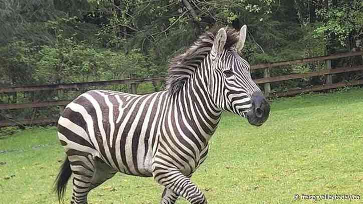 Zebras get loose near highway exit, gallop into Washington community before most are corralled