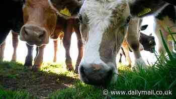 Large bird flu outbreak feared among Texas farmers - group shows symptoms of disease as experts warn cases are far more widespread than previously thought