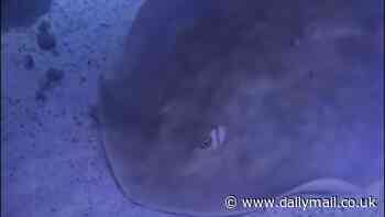 Charlotte the virgin stingray's caretakers release two similar updates in same week - fueling conspiracy theories among fans