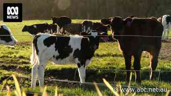 Milk dream sours for Chinese company as iconic Tasmanian farm put up for sale