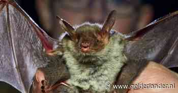 Markt voor ­iso­la­tie spouwmuren ingezakt door vleermui­s, branche komt met verrassende oplossing