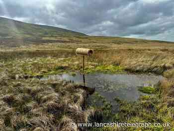Forest of Bowland gets new nesting tubes for wild ducks