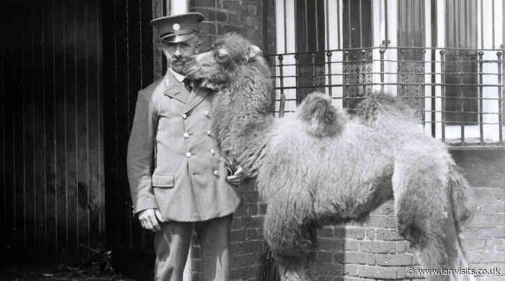 London Zoo asks public to contribute to its 200th anniversary