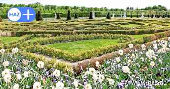 Kampf gegen Zünsler: Herrenhäuser Gärten pflanzen neuen Buchsbaum