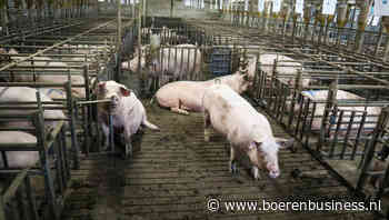 Marge vleesvarkenshouder verbetert in 2024