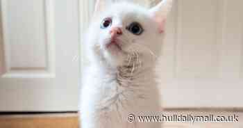 Cat stamped on as kitten stuck in splits and unable to walk