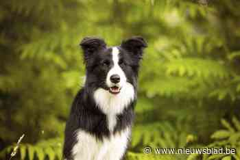 Loslopende border collie veroorzaakt verkeersagressie in Helchteren