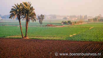 Egypte gaat met gestrekt been de Europese markt op