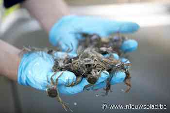 Nieuw dagrecord met 17.000 wolhandkrabben in de val: “Piek kwam dit jaar stuk vroeger”