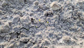 Nat voorjaar stelt geduld uientelers op de proef