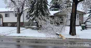 Heavy, wet snow leads to power outages, downed trees in Calgary