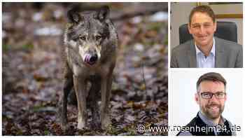 Wolfs-Risse in Übersee und Grassau: Wie groß ist die Angst bei den Anwohnern?