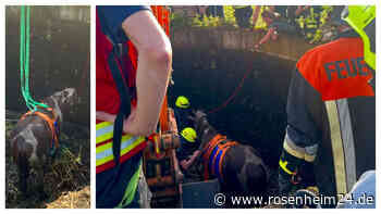 Alarm wegen Kaltblüter: Pferd stürzt in Bayern in Güllegrube