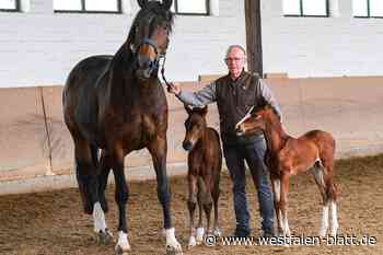 Diese süßen Pferdezwillinge sind eine Sensation