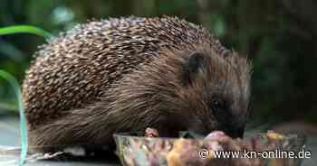 Herford: Schüler treten Igel fast zu Tode