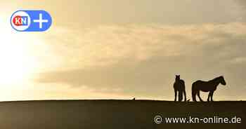 Sereetz: Unbekannter verletzt Pferde - eins stirbt, eins vergiftet