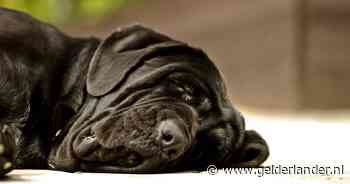 Eigenaar hondenhotel ‘gaat diep’ na overlijden van tien honden in luxe pension: ‘Alleen maar verliezers’