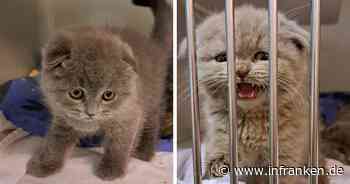 Tierheim Kulmbach vermittelt bald Katzenbabys - von illegalem Transport "gut erholt"