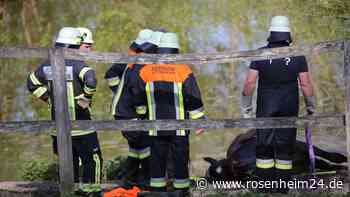Dramatischer Einsatz bei Ampfing: Pferd stürzt in Weiher und droht zu ertrinken