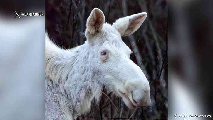 White moose spotted by pair of Alberta photographers