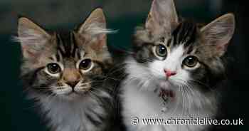 Cat owners warned of new law coming into force within weeks that could result in £500 fine