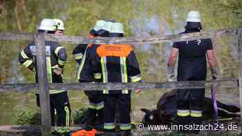 Dramatischer Einsatz bei Ampfing: Pferd stürzt in Weiher und droht zu ertrinken