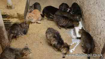 Bird flu causes blindness in cats that drank milk from infected cows at Texas dairy farm - sparking fears the virus is evolving