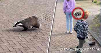 ‘Papa, papa, er zit een beest in de tuin, en het is best groot’: Jeroen legt op klaarlichte dag das op video vast