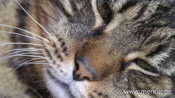 Welche Katzenrassen am ältesten werden – ein Leitfaden für eine längere Zeit mit Ihrem Liebling