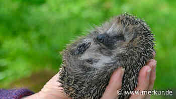 Fürchterlicher Vorfall an deutscher Schule: Kinder spielen mit Igel Fußball