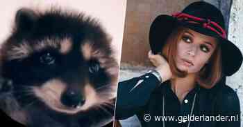 Hoe dansende wasbeer op melodie van een overleden Italiaanse zangeres het internet verovert: Pedro, Pedro