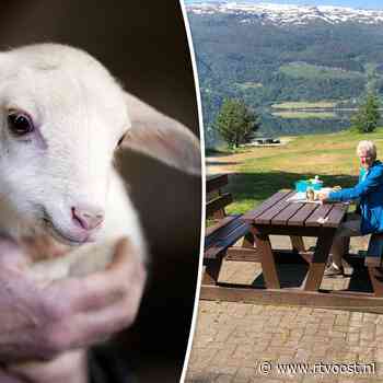 Nu blauwtong aan de poort rammelt, stappen dierenartsen uit hun pensioen