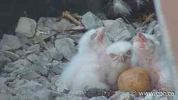 Hamilton's Falconwatch prepares for another fledging as 3 chicks hatch