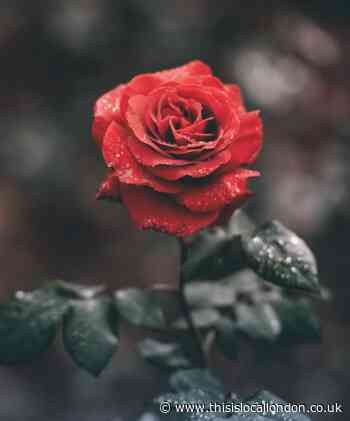Young Reporter: The Beauty of the Rose- Elizabeth Woodhouse College