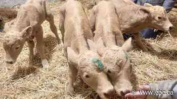 Cranky cow becomes 'Somebody' after birthing rare quadruplet calves