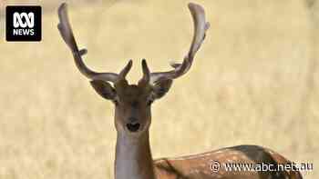 Game meat company to hunt deer in SA forests as aerial culling criticised