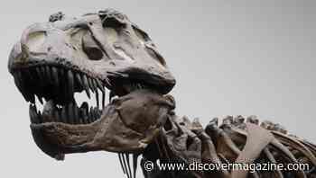 The T. Rex Was More Like a Smart Crocodile, Instead of a Bright Baboon