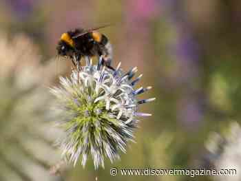 Arctic Bumblebees Use Outhouses to Keep Nests Clean