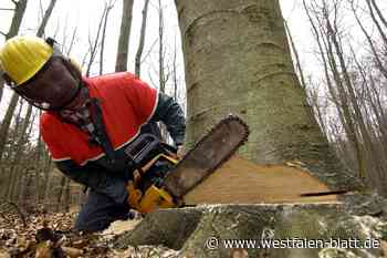 Kirchlengern: Bäume an Bahnstrecke werden gefällt