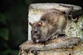 RSPCA shares how to get rid of rats without harming them