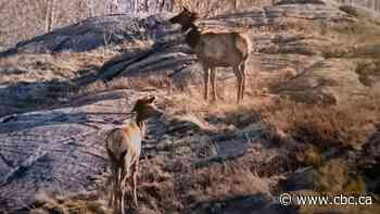25 years after they came back to Ontario, expert says elk population still not stable