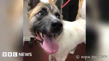 Woman left her two dogs to suffer without vet care