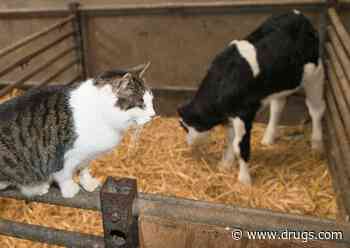 More Than Half of Cats on Farm Where Bird Flu Infected Cows Died After Drinking Milk