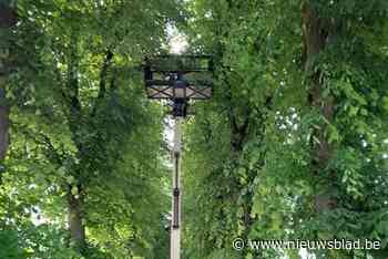 Gaasvliegen moet tijdens experiment bladluizen bestrijden