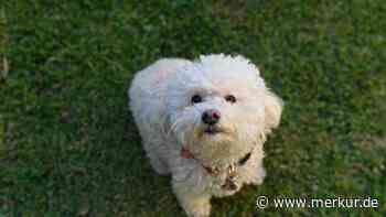 Acht Hunderassen, die weniger stark riechen als andere